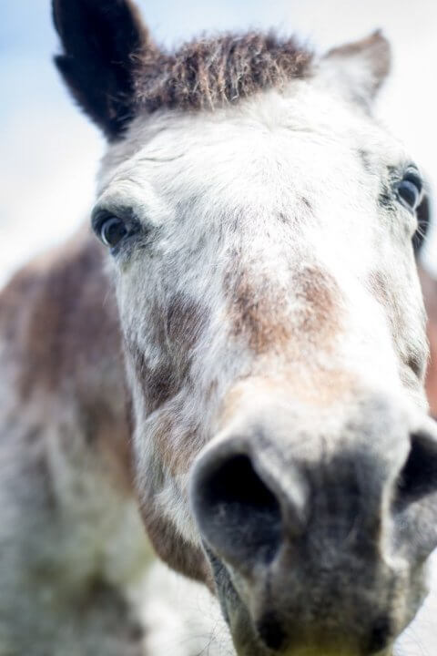 Close-up of a horse's head