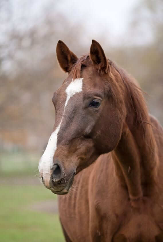 beautiful brown horse portrait