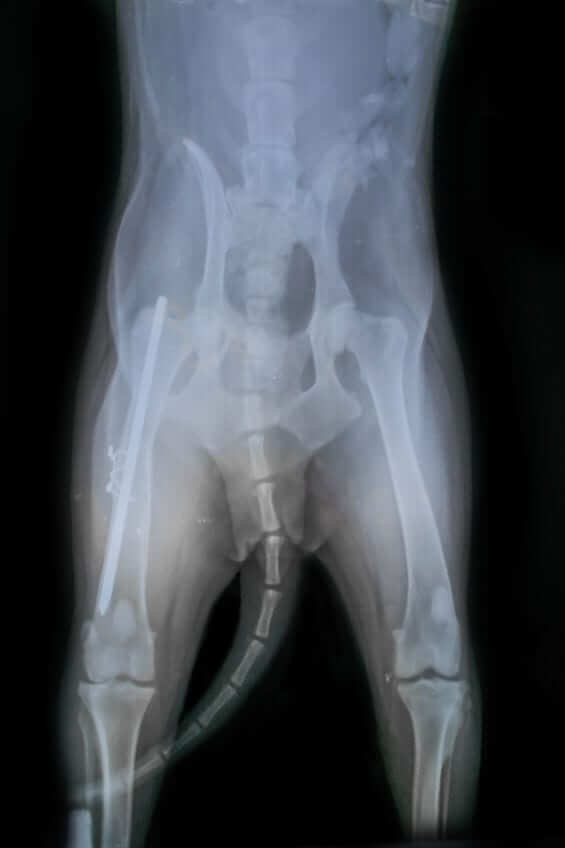 X ray of broken dog bone with surgical pin