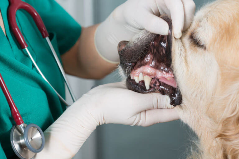A vet doctor holds a canine's mouth open for examination