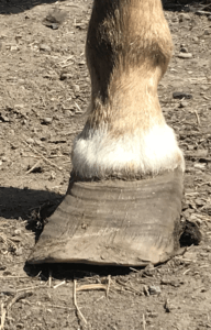 2 Neglected Hoof 192x300 1 Home Staging in Bozeman, MT