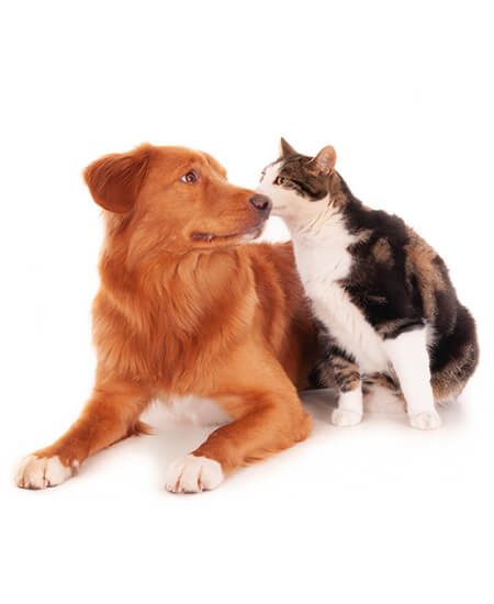 A golden retriever and cat smell each other near Livingston, MT