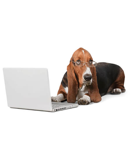 A hound dog wearing glasses sits at a laptop near Belgrade, MT