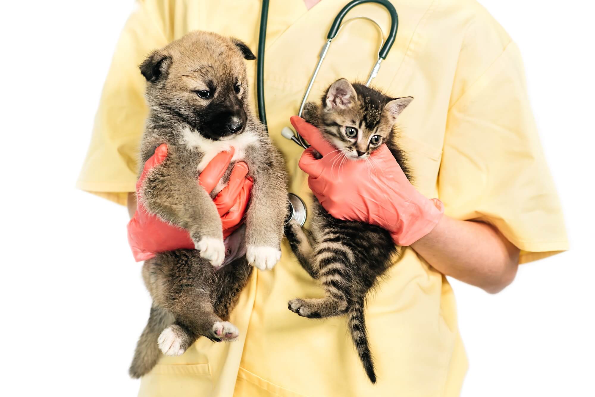 vet pet doctor holding a puppy and a kitten near Big Sky, MT